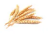 Customization process of intelligent wheat processing production line
